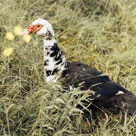 Σπίτι διακοπών En Anjou